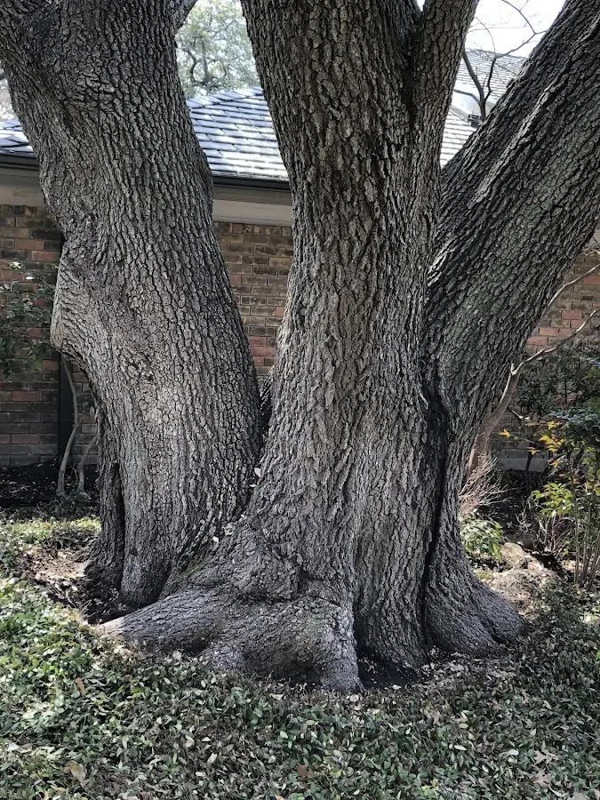 Mature heritage tree close to a Toddville property cared for by certified arborists